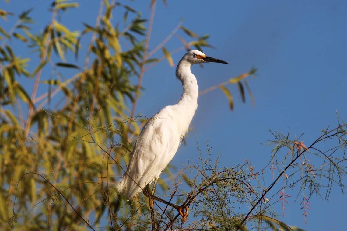 Egret Egrets are long-legged wading birds with white or buff plumage. They are a type of heron and have the same build.  Ardea alba,Geotagged,Great egret,Summer,United States