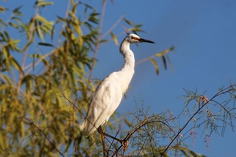Egret Egrets are long-legged wading birds with white or buff plumage. They are a type of heron and have the same build.  Ardea alba,Geotagged,Great egret,Summer,United States