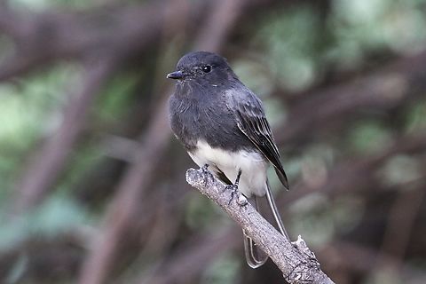 Black Phoebe The Black Phoebe is a dapper flycatcher of the western U.S. with a sooty black body and crisp white belly. They sit in the open on low perches to scan for insects, often keeping up a running series of shrill chirps. Black Phoebes use mud to build cup-shaped nests against walls, overhangs, culverts, and bridges. Look for them near any water source. Black phoebe,Geotagged,Sayornis nigricans,Summer,United States