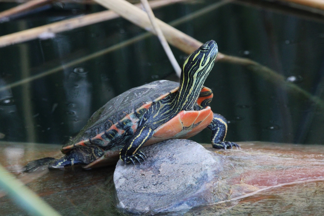 Big Bend slider Big Bend slider Big Bend slider,Big bend slider turtle,Trachemys gaigeae
