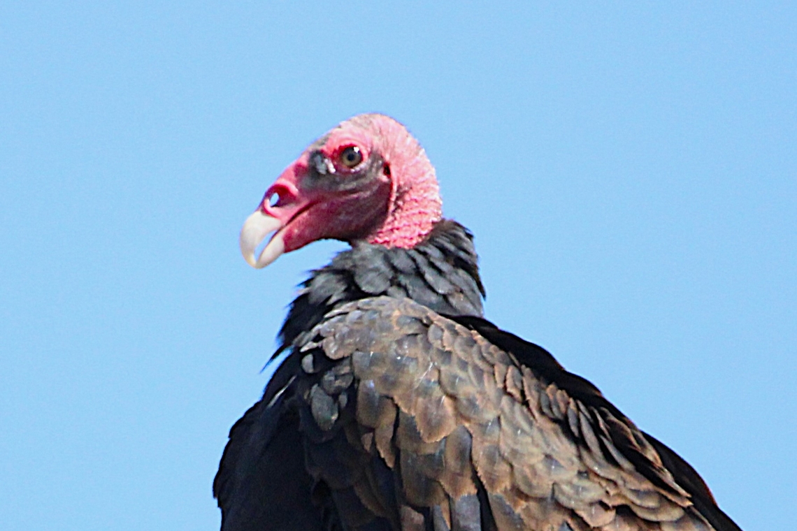 Turkey Vulture The turkey vulture is a scavenger and feeds almost exclusively on carrion. It finds its food using its keen eyes and sense of smell, flying low enough to detect the gasses produced by the beginnings of the process of decay in dead animals. In flight, it uses thermals to move through the air, flapping its wings infrequently. Cathartes aura,Fall,Geotagged,Turkey vulture,United States