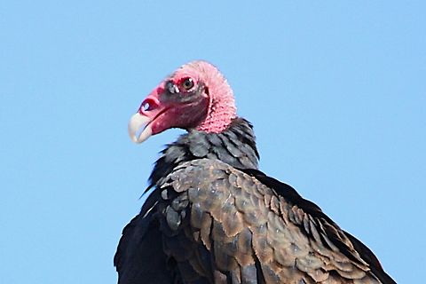 Turkey Vulture The turkey vulture is a scavenger and feeds almost exclusively on carrion. It finds its food using its keen eyes and sense of smell, flying low enough to detect the gasses produced by the beginnings of the process of decay in dead animals. In flight, it uses thermals to move through the air, flapping its wings infrequently. Cathartes aura,Fall,Geotagged,Turkey vulture,United States
