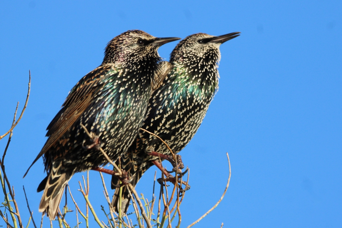 Starling Starlings are small to medium-sized birds with long, pointed wings, strong legs and feet, and slightly downcurved bills. They are typically dark in color, often with a metallic sheen. Black-bellied starling,Cinnyricinclus leucogaster,Common Starling,Geotagged,Lamprotornis corruscus,Sturnus vulgaris,Summer,United States,Violet-backed starling