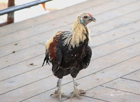 Chicken? Chickens are common and widespread domestic animals, with a total population of 26.5 billion as of 2023, and an annual production of more than 50 billion birds. A hen bred for laying can produce over 300 eggs per year. Chicken,Domestic Chicken,Fall,Gallus gallus domesticus,Gallus gallus var. domesticus,Geotagged,United States