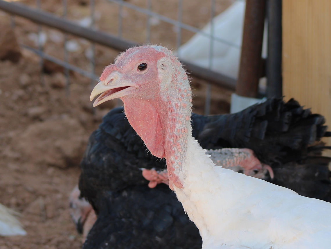 Domestic Turkey The domestic turkey (Meleagris gallopavo domesticus) is a large fowl, one of the two species in the genus Meleagris and the same species as the wild turkey. Domestic turkey,Fall,Geotagged,Meleagris gallopavo domesticus,United States