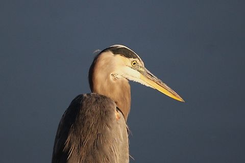 Great Blue Heron The great blue heron (Ardea herodias) is a large wading bird that lives in North and Central America, the Caribbean, and the Galápagos Islands. It's the largest heron in North America, with a long neck, thick bill, and shaggy appearance. Great blue herons are excellent fishers, using their long, dagger-like bills to strike fish that come within range. They can hunt day and night thanks to their excellent night vision and binocular vision. 
 Ardea herodias,Fall,Geotagged,Great blue heron,United States
