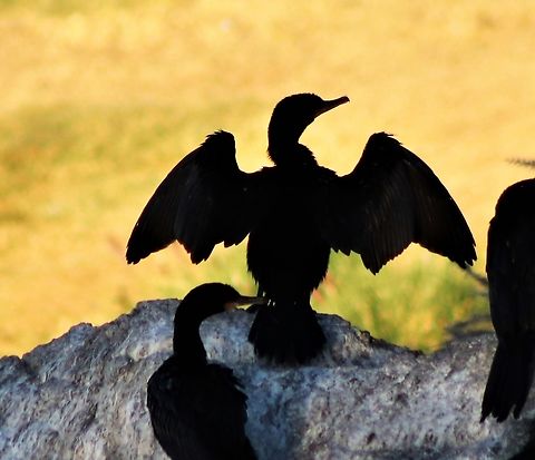 Cormorant Cormorants are a family of aquatic birds that includes about 40 species. They are known for their deep diving abilities to catch fish. Cormorants are large, black waterbirds with a reptilian neck. They have a long, sturdy beak with a hook at the end. Fall,Geotagged,Phalacrocorax lucidus,United States,White-breasted Cormorant