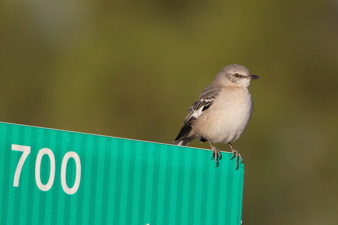 Northern Mockingbird This bird&#039;s famous song, with its varied repetitions and artful imitations, is heard all day during nesting season (and often all night as well). Fall,Geotagged,Mimus polyglottos,Northern mockingbird,United States