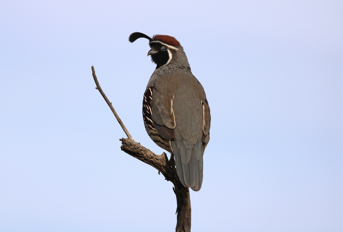 Quail Quail are small, plump game birds that are related to chickens. They are migratory birds that are good at flying. The word &quot;quail&quot; means to &quot;shrink back in fear or cower&quot;.  California quail,Callipepla californica,Geotagged,United States,Winter