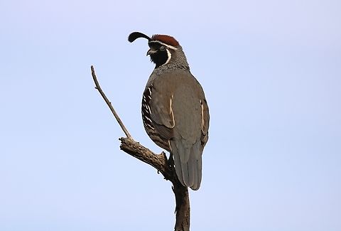 Quail Quail are small, plump game birds that are related to chickens. They are migratory birds that are good at flying. The word "quail" means to "shrink back in fear or cower".  California quail,Callipepla californica,Geotagged,United States,Winter