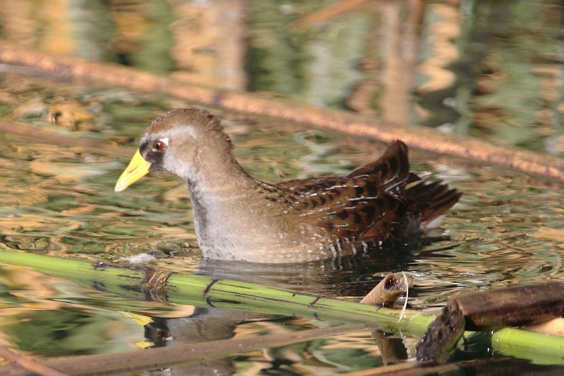 Sora The sora (Porzana carolina) is a small waterbird of the rail family Rallidae, sometimes also referred to as the sora rail or sora crake, that occurs throughout much of North America. The genus name Porzana is derived from Venetian terms for small rails, and the specific carolina refers to the Carolina Colony. The common name "Sora" is probably taken from a Native American language. Fall,Geotagged,Porzana carolina,Sora,United States