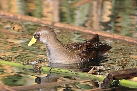 Sora The sora (Porzana carolina) is a small waterbird of the rail family Rallidae, sometimes also referred to as the sora rail or sora crake, that occurs throughout much of North America. The genus name Porzana is derived from Venetian terms for small rails, and the specific carolina refers to the Carolina Colony. The common name "Sora" is probably taken from a Native American language. Fall,Geotagged,Porzana carolina,Sora,United States