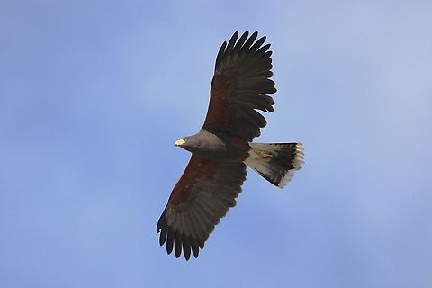 Harris's Hawk Harris's hawk (Parabuteo unicinctus), formerly known as the bay-winged hawk or dusky hawk, and known in Latin America as the peuco, is a medium-large bird of prey that breeds from the southwestern United States south to Chile, central Argentina, and Brazil. Oops, I already posted this bird. Fall,Geotagged,Harris's hawk,Parabuteo unicinctus,United States