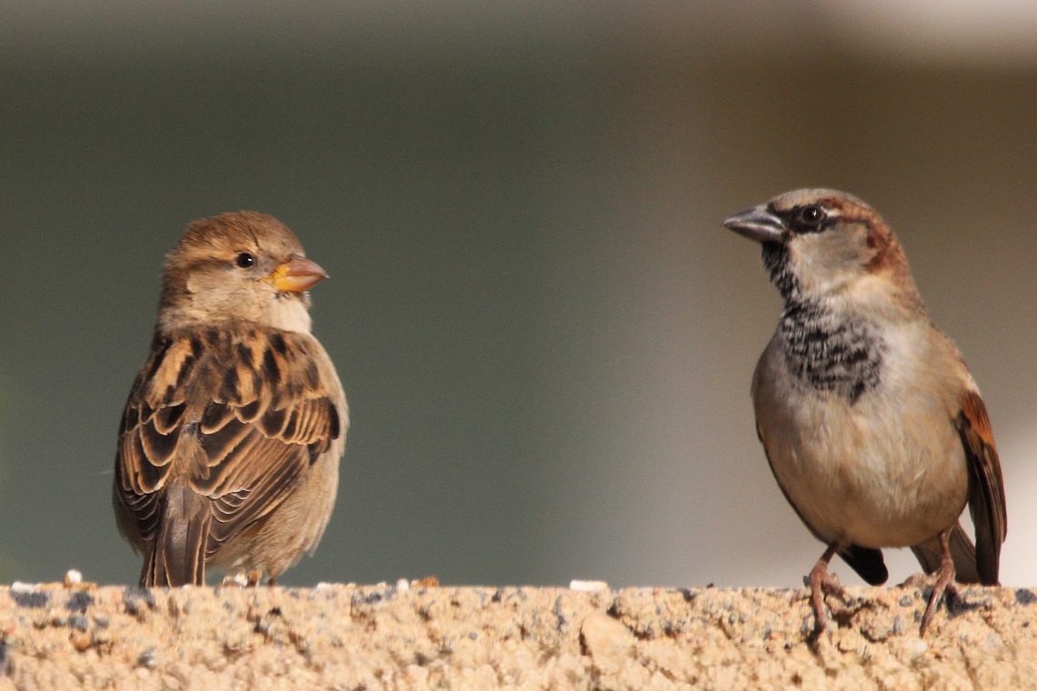 House Sparrow House Sparrows are noisy sparrows that flutter down from eaves to hop and peck at crumbs or birdseed. Look for them flying in and out of nest holes hidden behind shop signs or in traffic lights, or hanging around parking lots waiting for crumbs and picking insects off car grills. Fall,Geotagged,House sparrow,Passer domesticus,United States