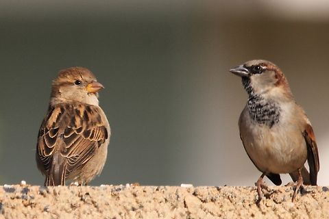House Sparrow House Sparrows are noisy sparrows that flutter down from eaves to hop and peck at crumbs or birdseed. Look for them flying in and out of nest holes hidden behind shop signs or in traffic lights, or hanging around parking lots waiting for crumbs and picking insects off car grills. Fall,Geotagged,House sparrow,Passer domesticus,United States