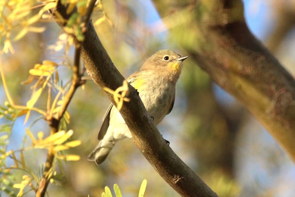Warbler The yellow warbler (Setophaga petechia) is a New World warbler species. Yellow warblers are the most widespread species in the diverse genus Setophaga, breeding in almost the whole of North America, the Caribbean, as well as northern South America. Geotagged,Setophaga petechia,United States,Yellow Warbler