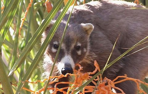 Coatimundi Coatis, also known as coatimundis, are mammals native to Central and South America, Mexico, and the Southwestern United States. They are part of the raccoon family and are related to olingos, ringtails, and kinkajous. Coatis are known for their long, flexible snouts and upright, ringed tails.  Geotagged,Nasua nasua,South American Coati,United States