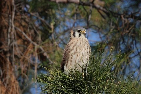 Kestrel The common kestrel (Falco sparverious) is a species of predatory bird belonging to the kestrel group. American Kestrel,Falco sparverius,Fall,Geotagged,United States