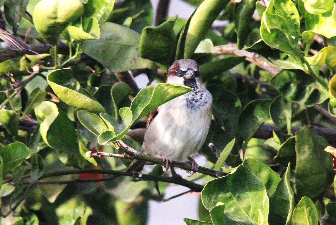 House Sparrow Sparrows are key players in the food chain. While adults usually eat seeds and grains, they&#039;re also known to eat insects, which helps with pest control. In fact, they even helped save New York City&#039;s trees when they were being destroyed by green inch worms! Geotagged,House sparrow,Passer domesticus,United States,Winter