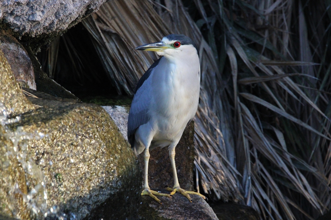 Black-Crowned Night Heron Black-crowned Night Herons feed mostly at night, as their name suggests, but can sometimes be spotted at the edge of a river or pond during the day. Black-crowned night heron,Geotagged,Nycticorax nycticorax,United States,Winter