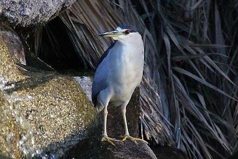 Black-Crowned Night Heron Black-crowned Night Herons feed mostly at night, as their name suggests, but can sometimes be spotted at the edge of a river or pond during the day. Black-crowned night heron,Geotagged,Nycticorax nycticorax,United States,Winter