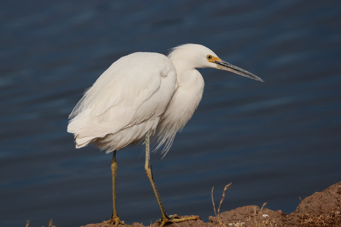 Egret Overview<br />
The great egret (Ardea alba) is a tall, white wading bird with long legs and a long, S-curved neck. It&#039;s the symbol of the National Audubon Society, an organization founded to protect wading birds from being killed for their feathers. Ardea alba modesta,Bubulcus ibis,Eastern Great Egret,Geotagged,United States,Western cattle egret,Winter