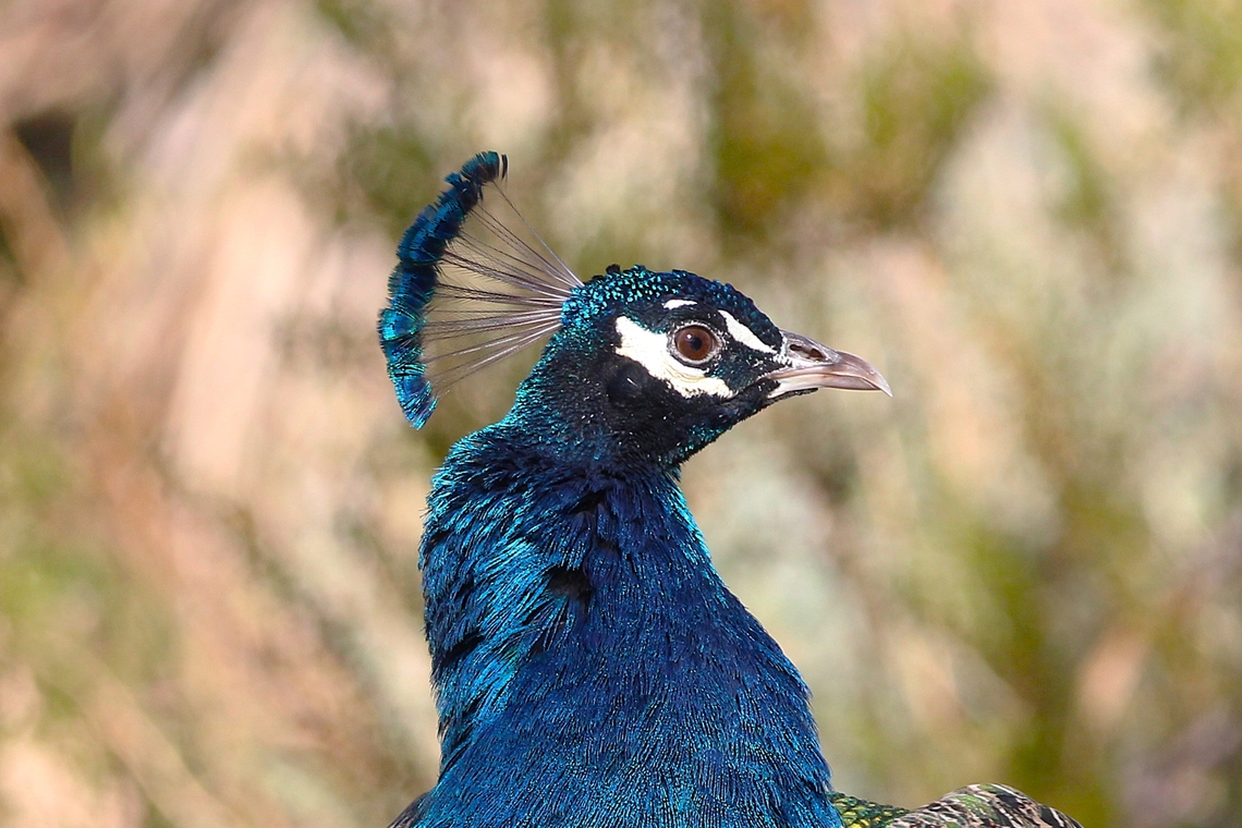 Peafowl Peafowl are referred to as peacocks, and female peafowl are referred to as peahens. They are the national bird of India and are among the largest flying birds. Appearance: Peacocks are known for their iridescent tail feathers, which can grow up to 5 ft long and fan out in a brilliant display. The feathers actually grow from the peacock's back, not its tail.  Anartia fatima,Banded Peacock,Common peacock,Geotagged,Indian peafowl,Papilio polyctor,Pavo cristatus,United States,Winter
