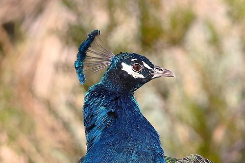 Peafowl Peafowl are referred to as peacocks, and female peafowl are referred to as peahens. They are the national bird of India and are among the largest flying birds. Appearance: Peacocks are known for their iridescent tail feathers, which can grow up to 5 ft long and fan out in a brilliant display. The feathers actually grow from the peacock's back, not its tail.  Anartia fatima,Banded Peacock,Common peacock,Geotagged,Indian peafowl,Papilio polyctor,Pavo cristatus,United States,Winter