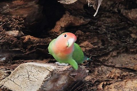 Peach Faced Lovebird Though peach-faced lovebirds are not native to the United States, these parrots are now estimated to number in the hundreds in the greater Phoenix area &mdash; enough to give the neighborhood residents regular glimpses of the colorful bird. Agapornis roseicollis,Geotagged,Rosy-faced lovebird,United States