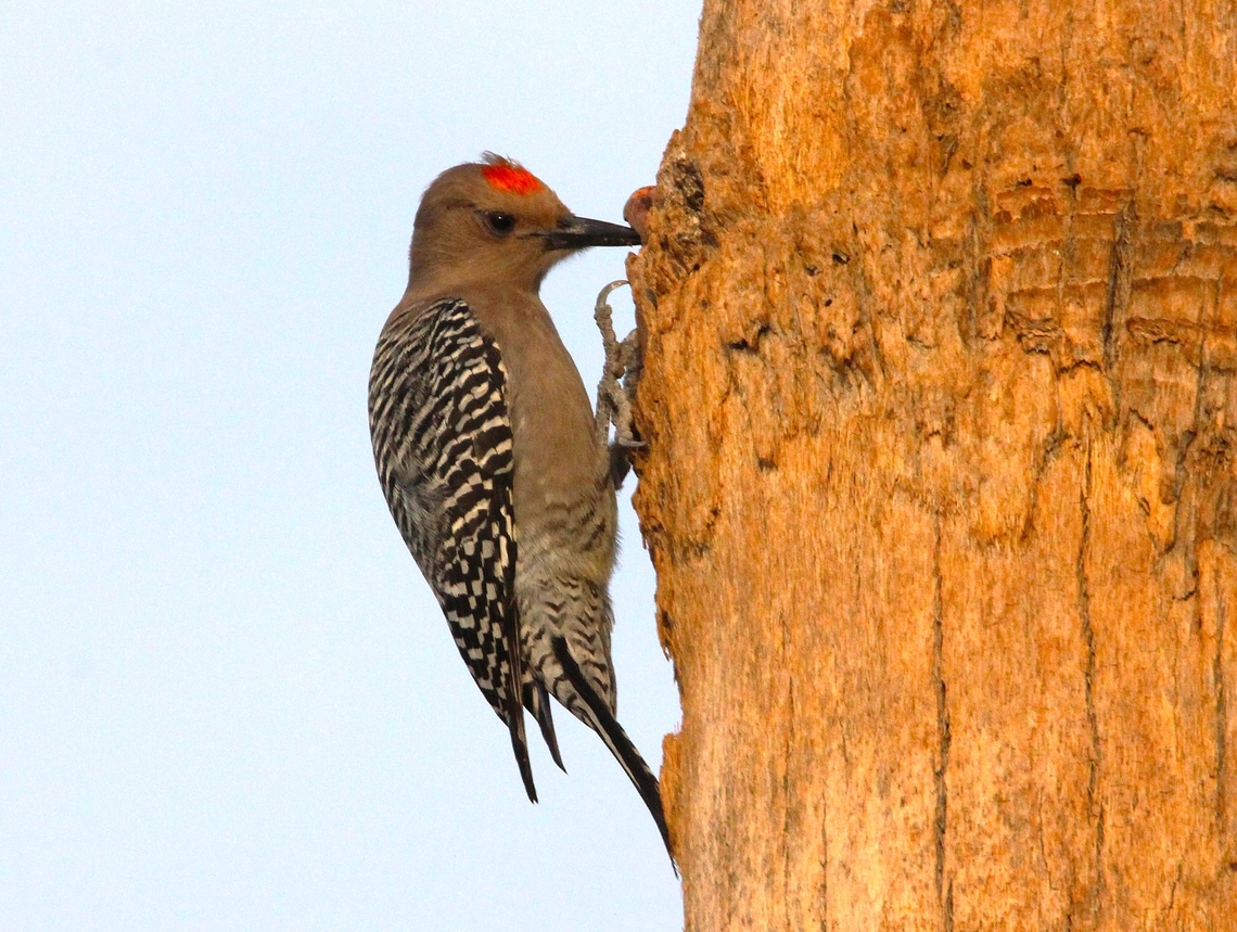 Gila woodpecker Woodpeckers nest in cavities that they excavate with their long beak. In the Sonoran Desert they often make these cavities in saguaro cactus. The inside of a cactus provides a safe, cool place for the woodpeckers to raise their young. The excavated cavity is called a &quot;boot&quot;. Geotagged,Melanerpes uropygialis,United States,Winter,gila woodpecker
