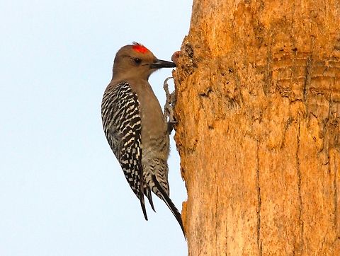Gila woodpecker Woodpeckers nest in cavities that they excavate with their long beak. In the Sonoran Desert they often make these cavities in saguaro cactus. The inside of a cactus provides a safe, cool place for the woodpeckers to raise their young. The excavated cavity is called a "boot". Geotagged,Melanerpes uropygialis,United States,Winter,gila woodpecker