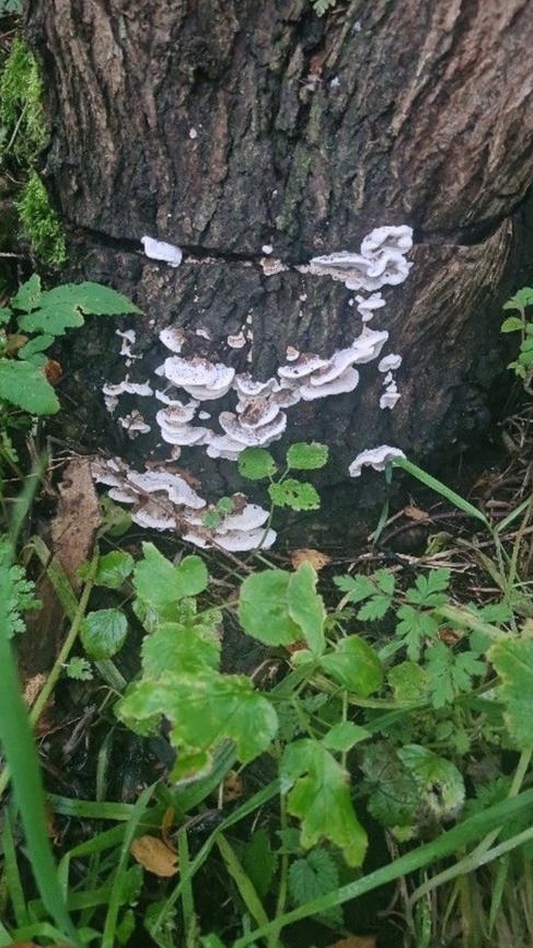 Screenshot_20231105_083559_PictureThis