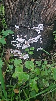 Screenshot_20231105_083559_PictureThis