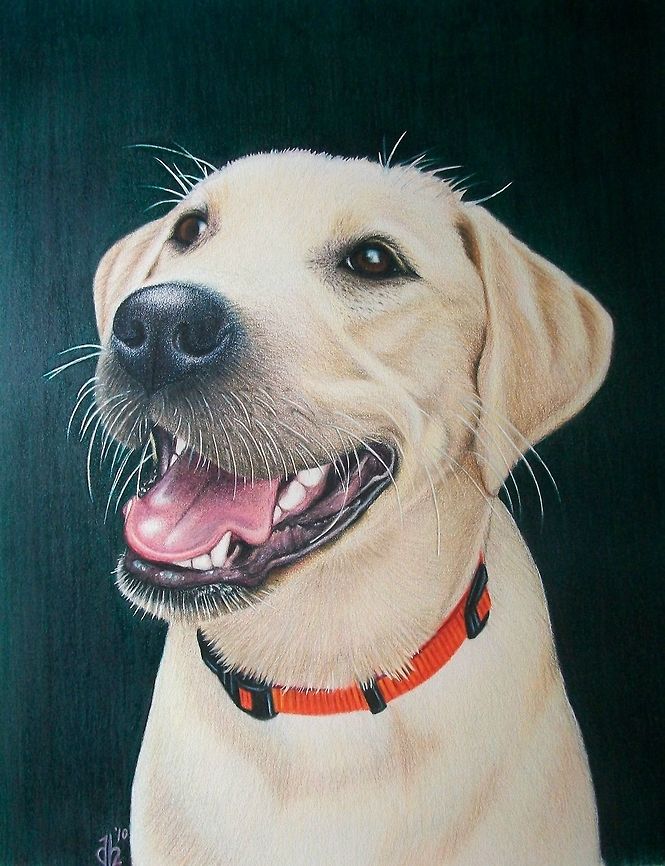 Abbey dog portrait Commissioned Pet Portrait<br />
Colored Pencil on Paper Dogs,art,canine,pet drawing,pet portrait,puppy,yellow labrador retriever
