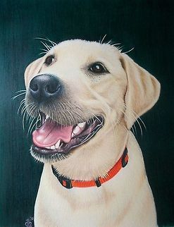 Abbey dog portrait Commissioned Pet Portrait
Colored Pencil on Paper Dogs,art,canine,pet drawing,pet portrait,puppy,yellow labrador retriever