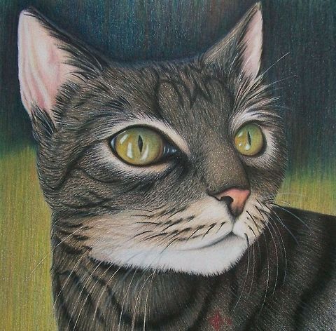 Cozette pet portrait Personal Pet Portrait (My Girl)
Colored Pencil on Paper Cats,art,feline,kitty,pet drawing,pet portrait