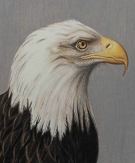 Mr. Lewis eagle portrait Colored Pencil on Paper Bald Eagle,Birds,Eagle,Haliaeetus leucocephalus,art