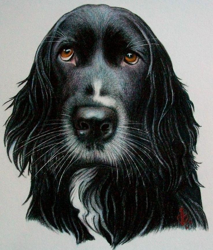 Rummy black labrador portrait Pet Portrait (My Boy)<br />
Colored Pencil on Paper black labrador retriever,canine,colored pencil,dogs,pet drawing,pet portrait,springer spaniel