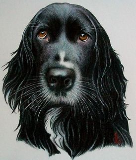 Rummy black labrador portrait Pet Portrait (My Boy)
Colored Pencil on Paper black labrador retriever,canine,colored pencil,dogs,pet drawing,pet portrait,springer spaniel