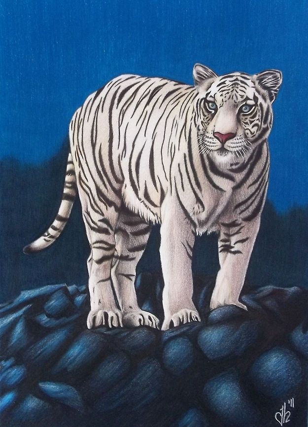 White Tiger Drawing This is my first attempt at a Big Cat Drawing, Dedicated to my Friend, Jurek Zamoyski, whose Incredible Artistic Ability and Equally Wonderful Personality have Inspired me to Better Appreciate These and All the Creatures of the World. Big Cats,Cats,Panthera tigris,Tiger,drawing,feline,white tiger