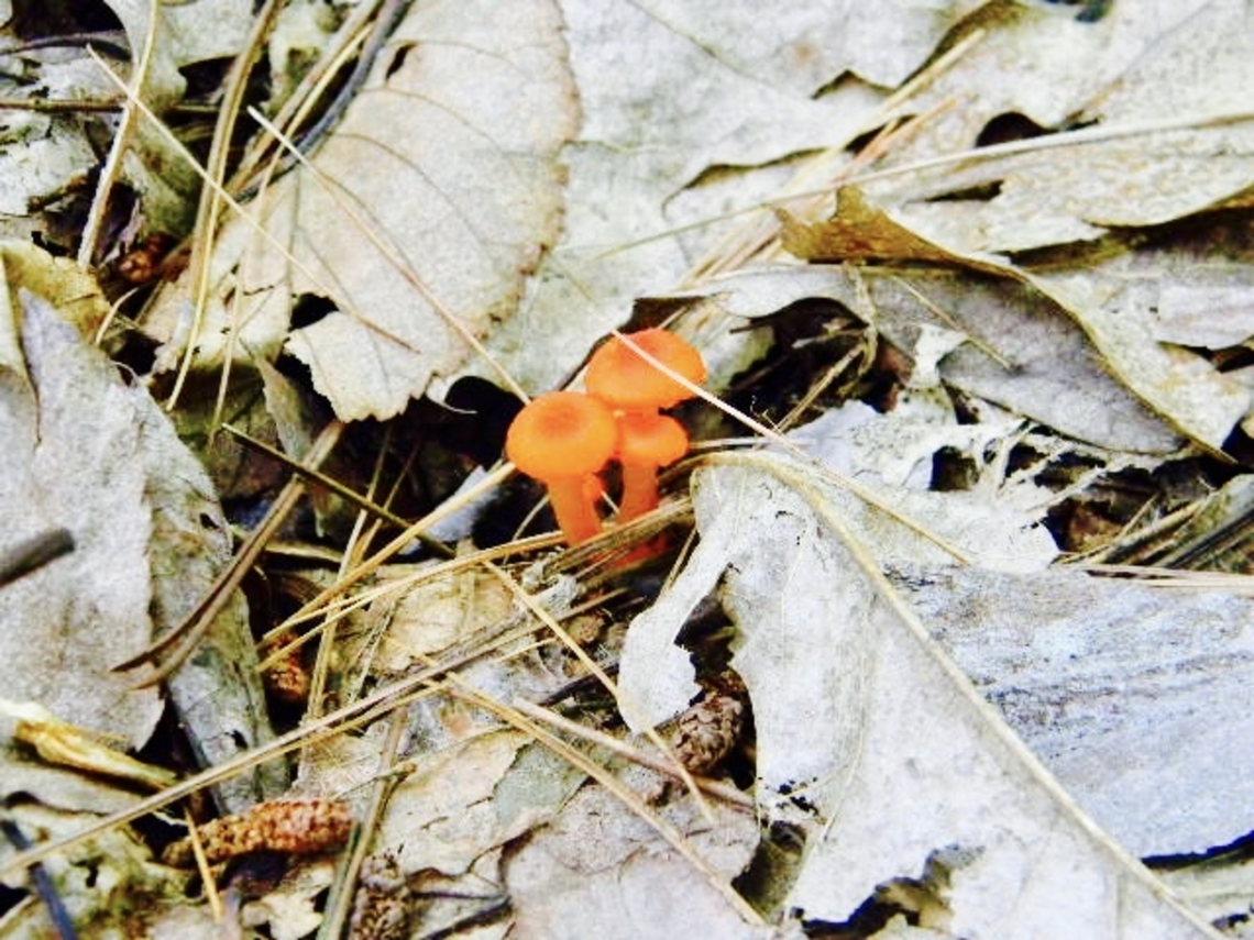 vermillion waxcaps  Hygrocybe miniata,July,Vermillion Waxcap