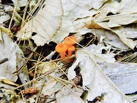vermillion waxcaps  Hygrocybe miniata,July,Vermillion Waxcap