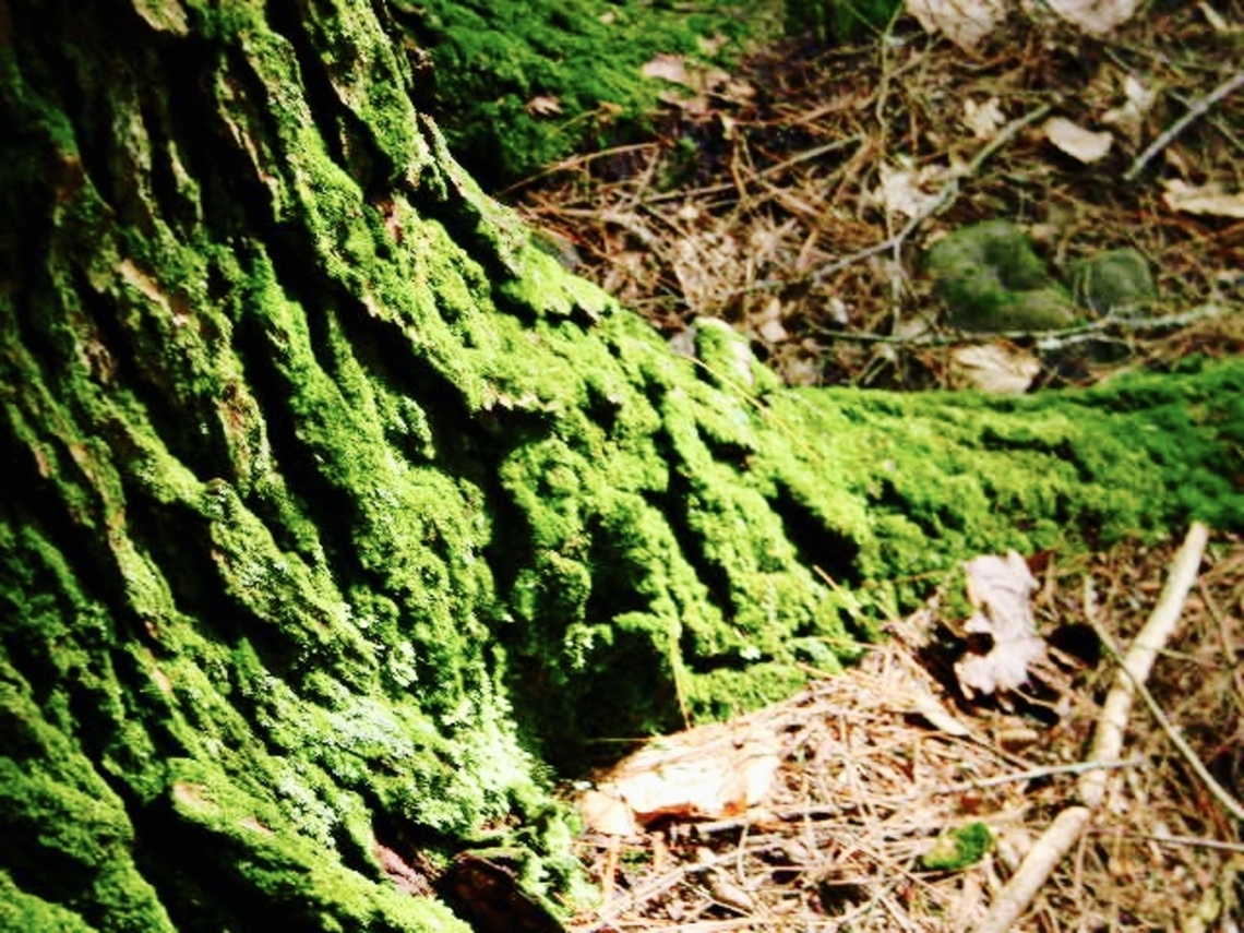 mossy trunk  Bryophyta,Moss,sunshine,tree