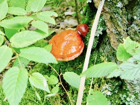 wild reishi  Ganoderma,Ganoderma lingzhi,Ganoderma lucidum,Ganoderma sichuanense,Ganoderma tsugae,Hemlock varnish shelf,Lingzhi,Lingzhi mushroom,reishi