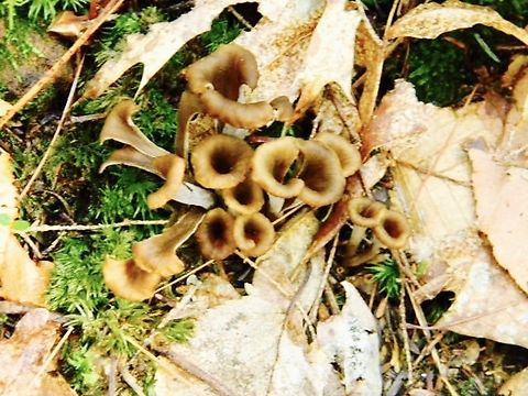 chanterelle variation  Agaricus bisporus,Black Trumpets,Craterellus fallax,Craterellus ignicolor,Craterellus tubaeformis,Flame Chanterelle,Yellowfoot
