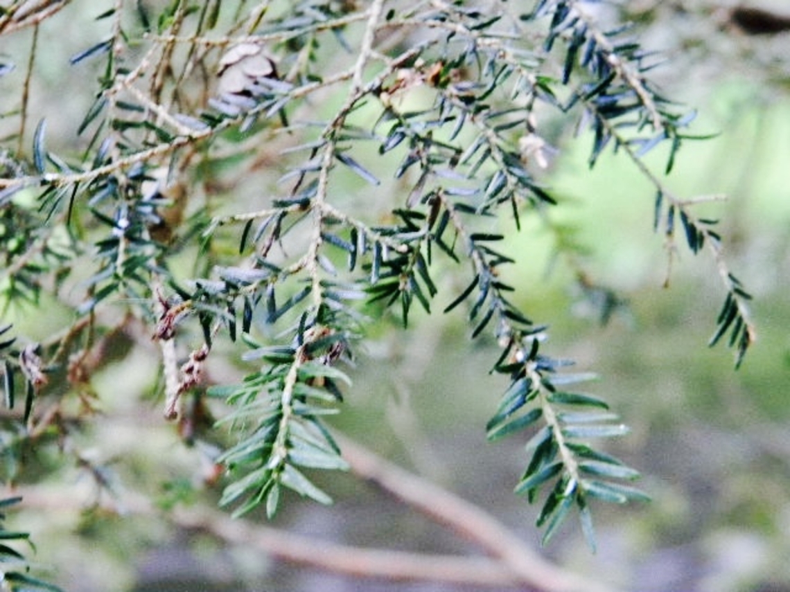 hemlock  Eastern Hemlock,Tsuga canadensis,pine