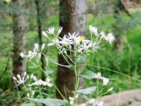 aster variation  Eurybia macrophylla,Largeleaf Aster