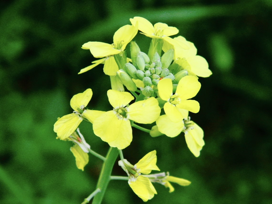 mustard plant  Brassica juncea