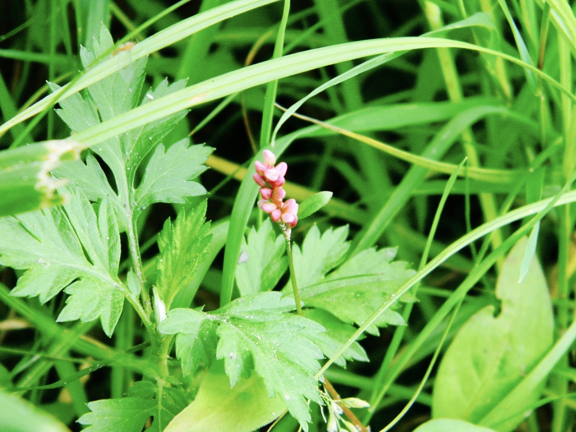 tufted knotweed  Persicaria longiseta
