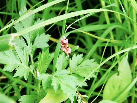 tufted knotweed  Persicaria longiseta
